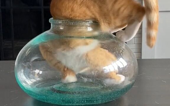 As everyone knows, cats are made of water.