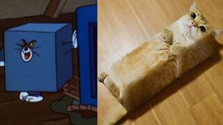 "Kucing dan tikus, jangan pernah berbohong padaku!"