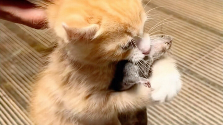 It's just a tiny bit—what kind of mouse are you even catching?