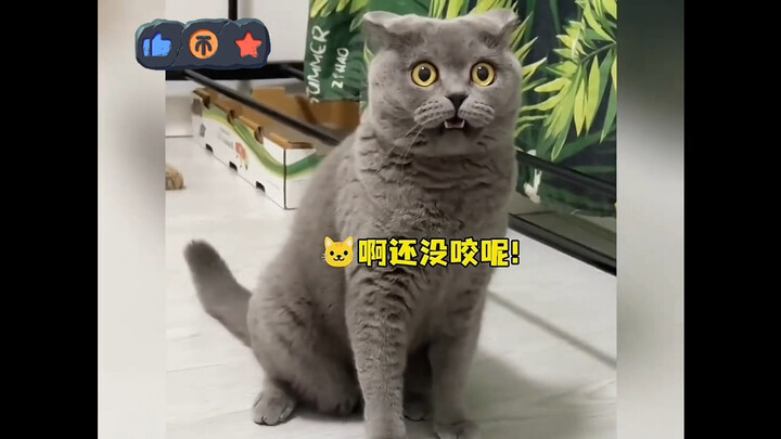 Cat: You don’t do a single thing that involves humans.