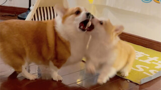 ในที่สุดก็รู้แล้วว่าทำไมที่บ้านถึงต้องเลี้ยงสุนัขสองตัว