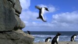 Những cú ngã đáng yêu của chim cánh cụt