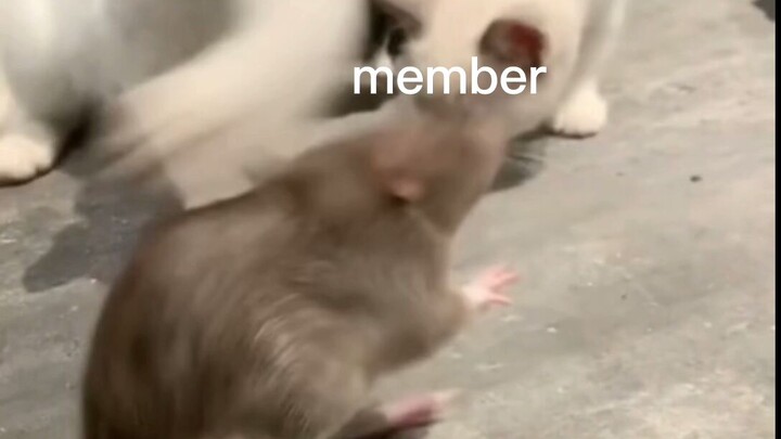 bile member ngorat crush kau be like