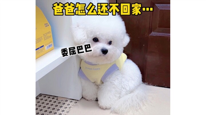Little dog Benben is a bit clumsy, but he loves you.