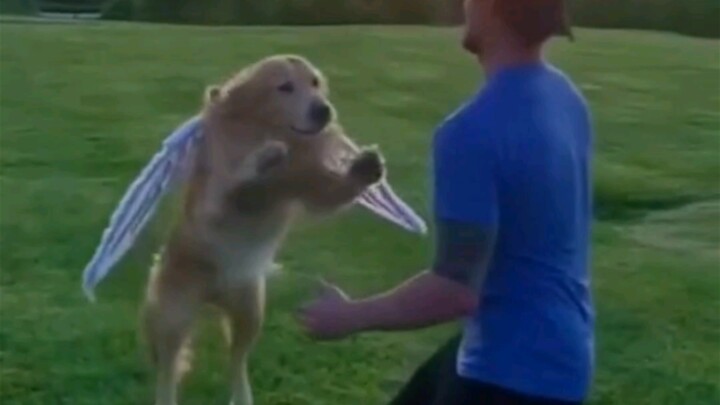 كلب ذهبي يستطيع الطيران