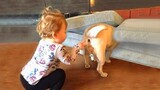 Video Lucu Bikin Ngakak Terbaru: Bayi Lucu bermain dengan anjing / Bayi Cinta Hewan