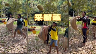 采榴莲的危险我是见识了......