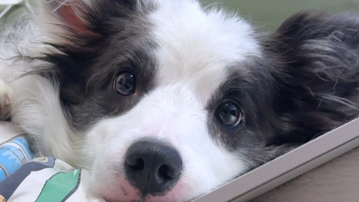 Border Collie: a creature that can effortlessly command you with just a glance