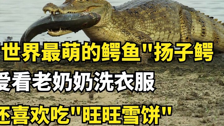 China’s “cutest crocodile,” the Yangtze alligator, loves watching grandma do laundry and can’t get e