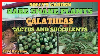 RARE SNAKE PLANTS, MALAYSIAN MUMS, CALATHEA, CACTUS AND SUCCULENTS | Plant Shop | Solly's Garden