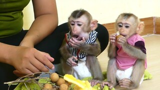 Yummy Yummy!! Both Monkey Baby Maki & Maku Very Happy Eat longan and Potato so Cute