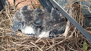 buhay lineman splicer