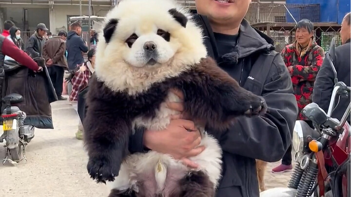 Chợ chó bất ngờ xuất hiện “gấu trúc lớn”, suýt nữa gây ra hiểu lầm.