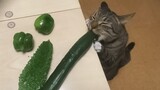 KUCING LUCU 😹 Video kucing terlucu tahun 2021 bikin ketawa bengek | Kucing paling lucu