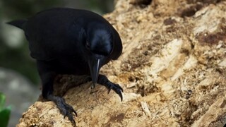 Kecerdasan Luar Biasa Burung Gagak