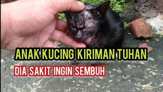 Subhanallah Anak Kucing Ini Di Hantar Induknya Sendiri Ke Rumah Minta Tolong Di Obati Karena Sakit.!