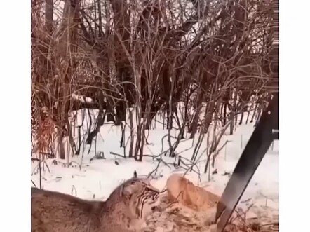 helping animals with right moves