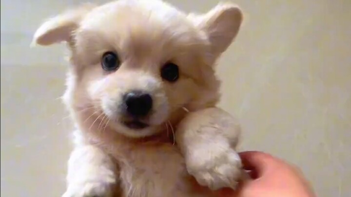 كلب ترابي صغير بعشرين يوانًا، كيف يكون بهذه الدرجة من الجمال؟