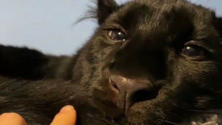 Macan hitam yang dipelihara sejak kecil paling suka tidur.