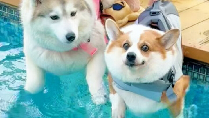 Corgi berenang vs Husky berenang