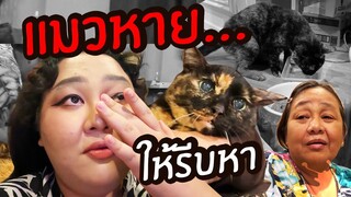 แมวหาย…ให้รีบหา | จือปาก