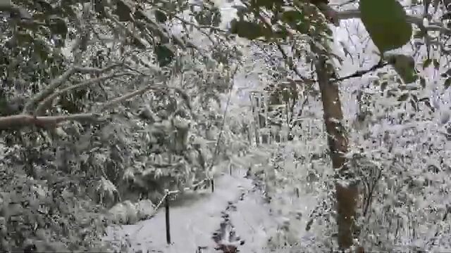 【Tokyo Forest】High Angle Winter Walk  Snowy Woods from Above 17 min【4K】