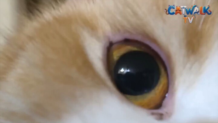 ทำไรงับ #kitten #kittens #catoftheday #cutecat