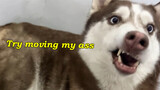 [Động vật]Cố chạm vào mông của chó Husky