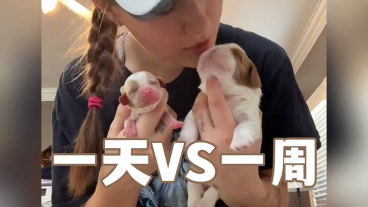 What changes will a one-day-old puppy show after just one week?