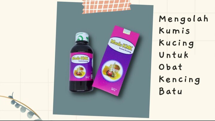 Mengolah Kumis Kucing Untuk Obat Kencing Batu BERGARANSI