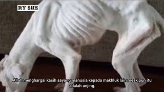 KARENA SEBAB ANJING, MANUSIA BISA MASUK SURGA #2023 #dakwah #islam #ryshs