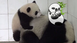 [Panda] The baby tried to climb up to its mom's head 