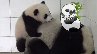 Gấu mẹ đang ngủ, gấu con trèo lên đầu gấu mẹ rồi dần ngã xuống