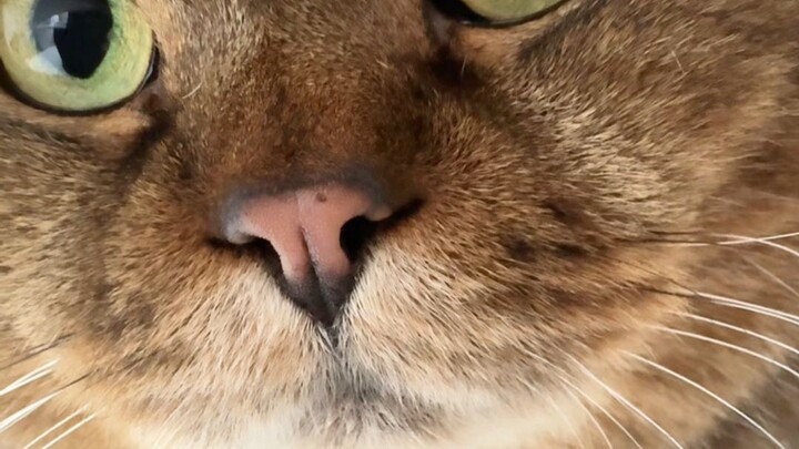 Saya jarang menggambarkan kucing dengan truk, hari ini saat memberi makan kucing saya bertemu dengan