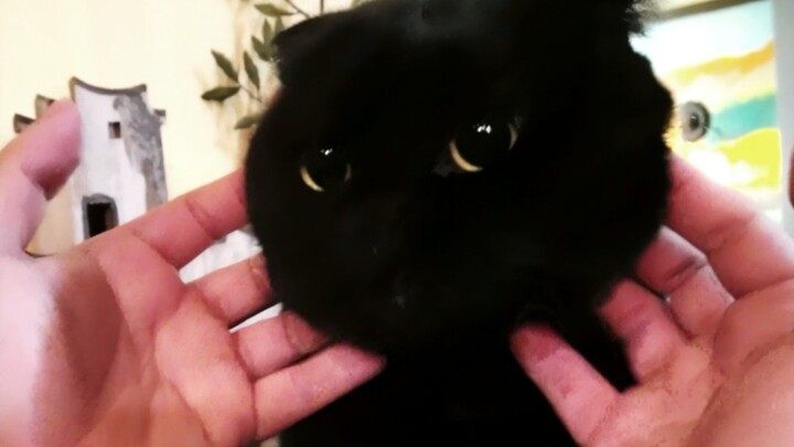 I clearly have a nose, why do you call me a ball of yarn?
