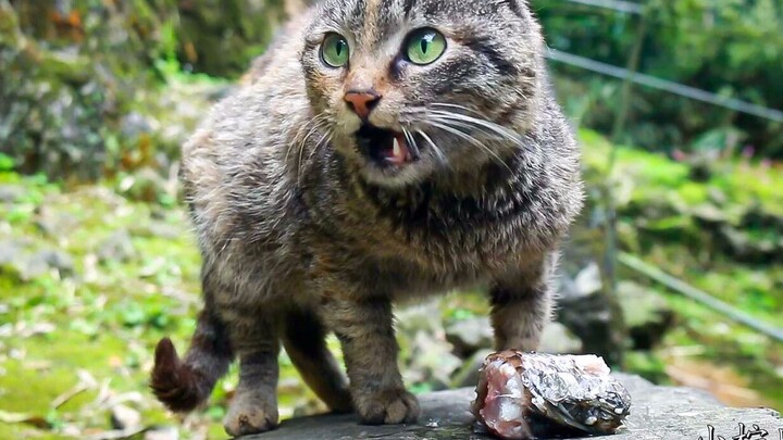 【Mèo mướp】Cô nàng Miêu được bạn bè trên Bilibili cực kỳ yêu thích, chỉ trong hai tháng đã kiếm được 