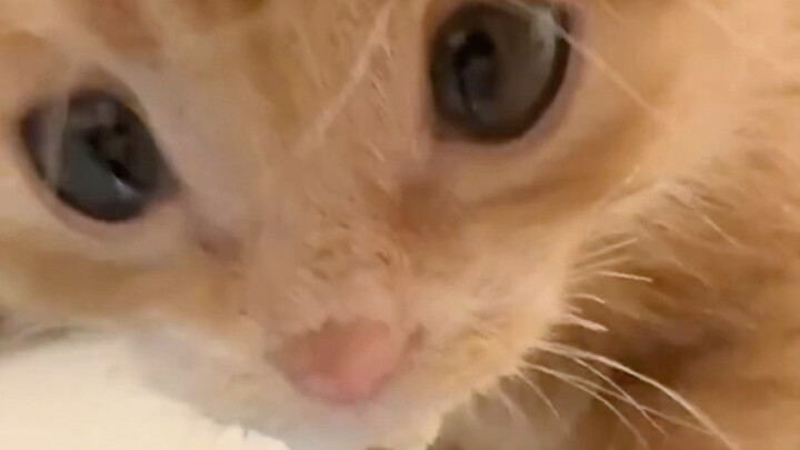น้องแมวเคี้ยวไปเรื่อย น่ารักจริงๆ!