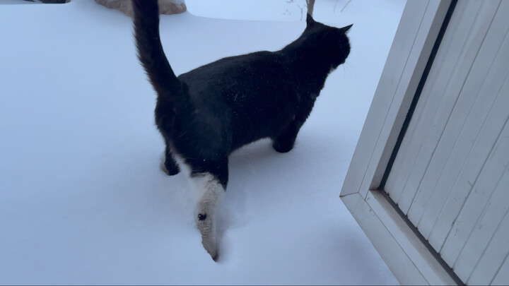 Langit si kucing runtuh lagi… Salju sebanyak ini bikin susah cari tempat buang air…