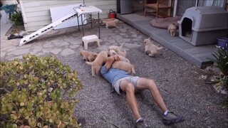 Caution! A pack of vicious dogs attacked their owner, leaving the man clutching his head and screami
