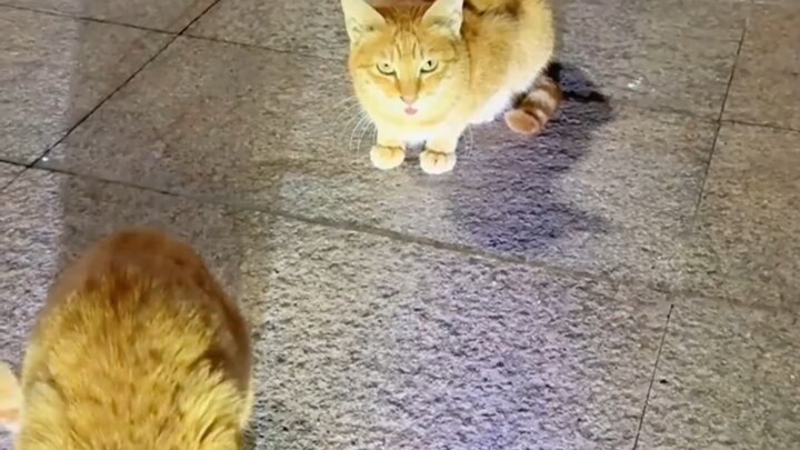 เลี้ยงแมวจรจัดมาสามเดือน แต่มันกลับคิดคดทรยศ ชายคนนี้ตัดสินใจบอกเลิกความสัมพันธ์กับมันทันที