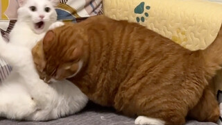 真是一场酣畅淋漓的战斗