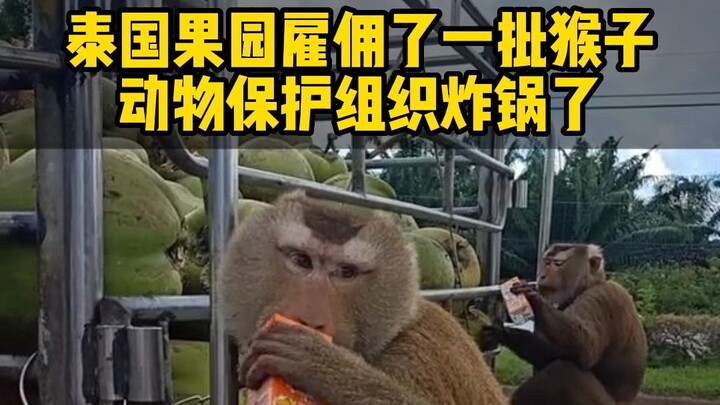 Vườn cây ăn trái ở Thái Lan thuê một nhóm khỉ giúp hái dừa, sau khi tổ chức bảo vệ động vật biết đượ