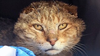 Elderly street cat finally gets the retirement he deserves