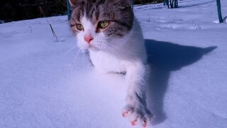 带猫咪出来看雪，结果瞬间埋没...