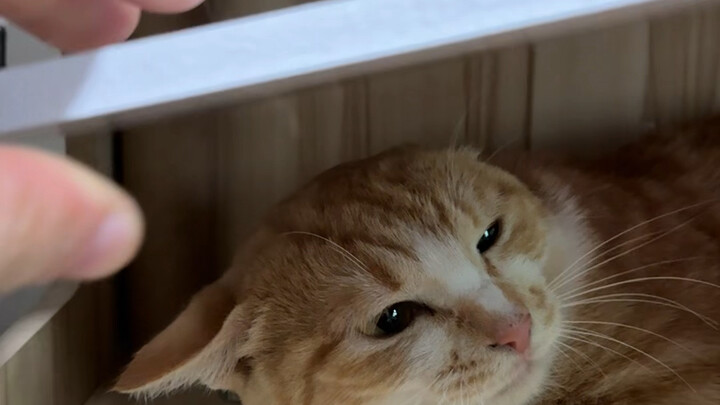 The kitten is the Dark Knight.