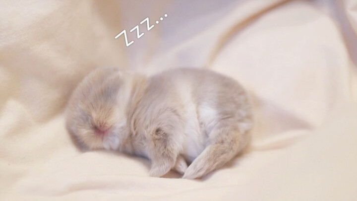 [Động vật]Những khoảnh khắc ngáy ngủ của một chú thỏ tai cụp