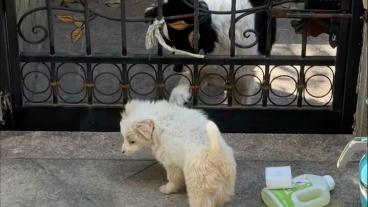 Pamer gagal, si anjing domba baru saja belajar gerakan “ding”, ingin menunjukkannya di depan Cola, t