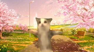 happy猫的一生