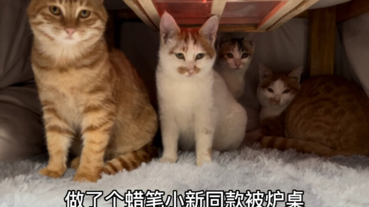 50块钱自己做个被炉，从此家里就找不到猫了