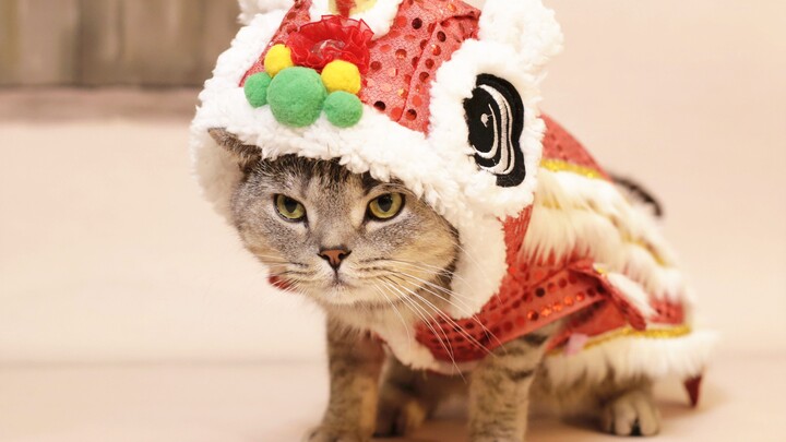 【Persimmon Mushroom】I’ve been “cloud-cat-parenting” forever—now my neighbor suddenly asks me to help